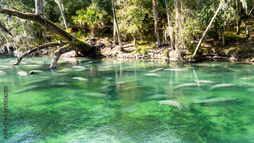 A herd of Florida Manatee (Trichechus manatus latirostris) swimming in the crystal-clear spring water at Blue Spring State Park in Florida, USA, a winter gathering site for manatees. photo