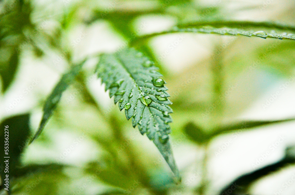 PLANTAS DE CANNABIS COM GOTAS DE ÁGUA DA CHUVA. PLANTAS DE CANNABIS COM GOTAS DE ÁGUA DA CHUVA.