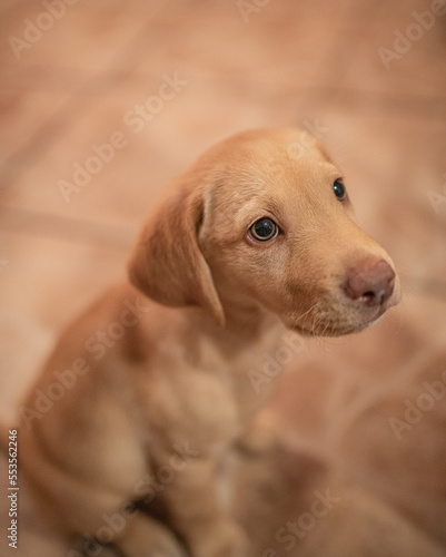 Golden Labrador Retriever Puppy
