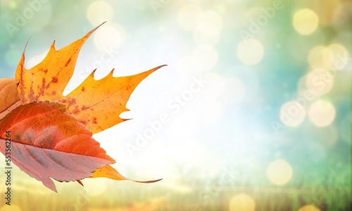 Beautiful color dry autumn leaves