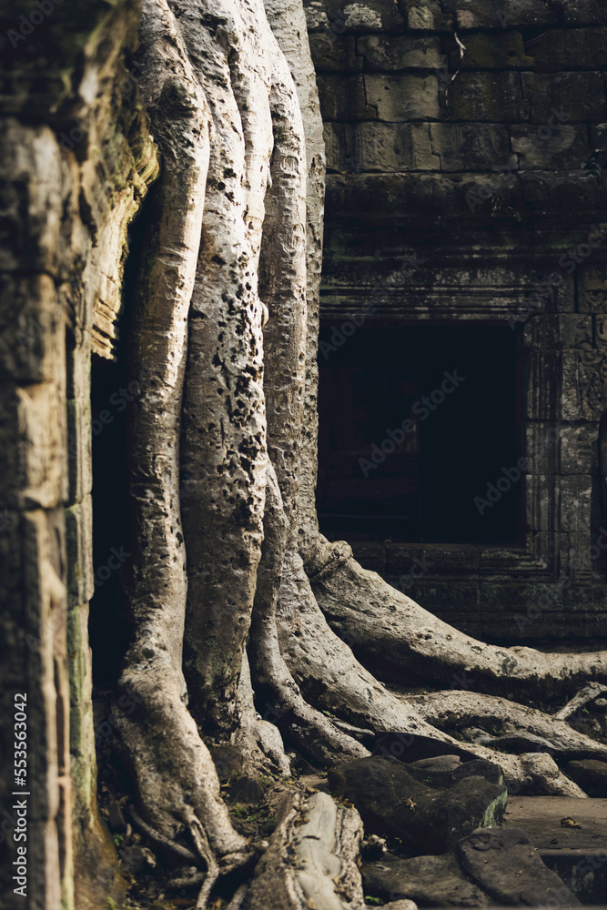 Ta Prohm Temple in the Angkor Wat complex; Siem Reap, Cambodia Ta Prohm Temple in the Angkor Wat complex; Siem Reap, Cambodia