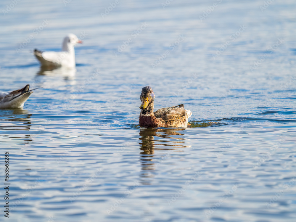 Mallard female Duck swims in the pond. Mallard female Duck swims in the pond.