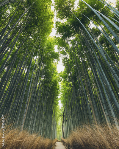 Kameyama bamboo forest; Kyoto, Kansai, Japan photo