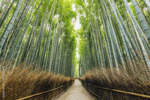 Kameyama bamboo forest; Kyoto, Kansai, Japan photo
