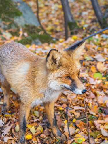Close up of the muzzle of the red fox Vulpes vulpes in the autumn forest. © Dmitrii Potashkin
