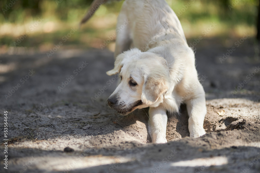 Light colored golden retriever puppy digs a hole in the ground. A male golden retriever puppy is digging a hole in the backyard. white golden retriever is digging. Light colored golden retriever puppy digs a hole in the ground. A male golden retriever puppy is digging a hole in the backyard. white golden retriever is digging.