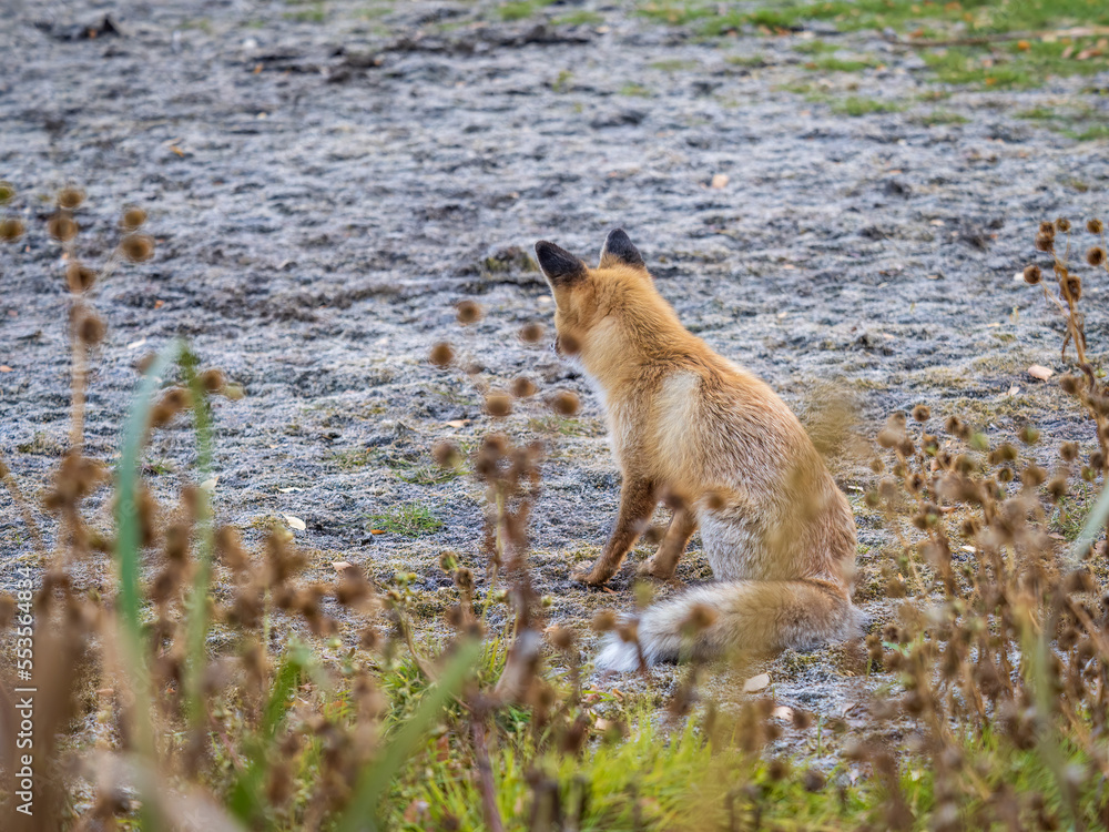 Close up of a red fox Vulpes vulpes, sitting on a path in the forest. Close up of a red fox Vulpes vulpes, sitting on a path in the forest.