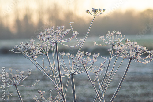 Fototapeta Winter wonderland on a cold and sunny morning over the meadows of Boechout, Belg