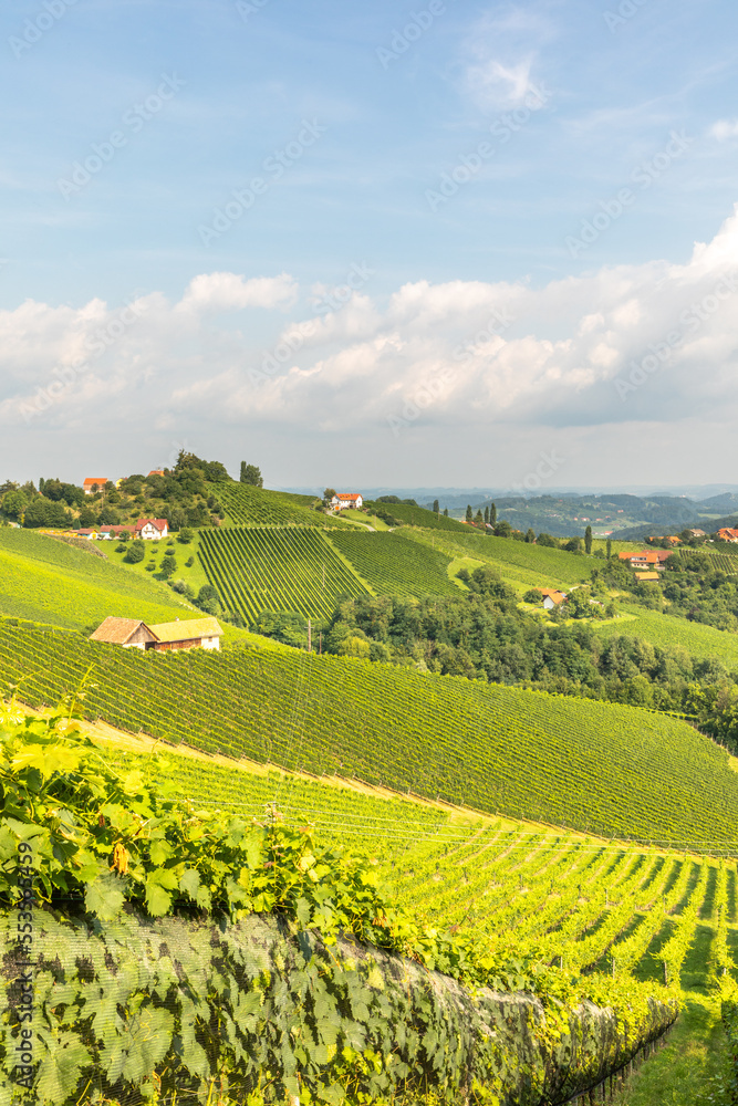 Panoramic view from vineyard to green hills of south styrian wine route in Austria.	