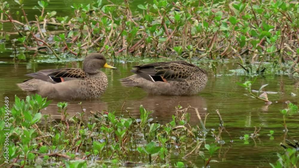 A couple of Yellow-billed pintail (Anas georgica) in South American region. A couple of Yellow-billed pintail (Anas georgica) in South American region.