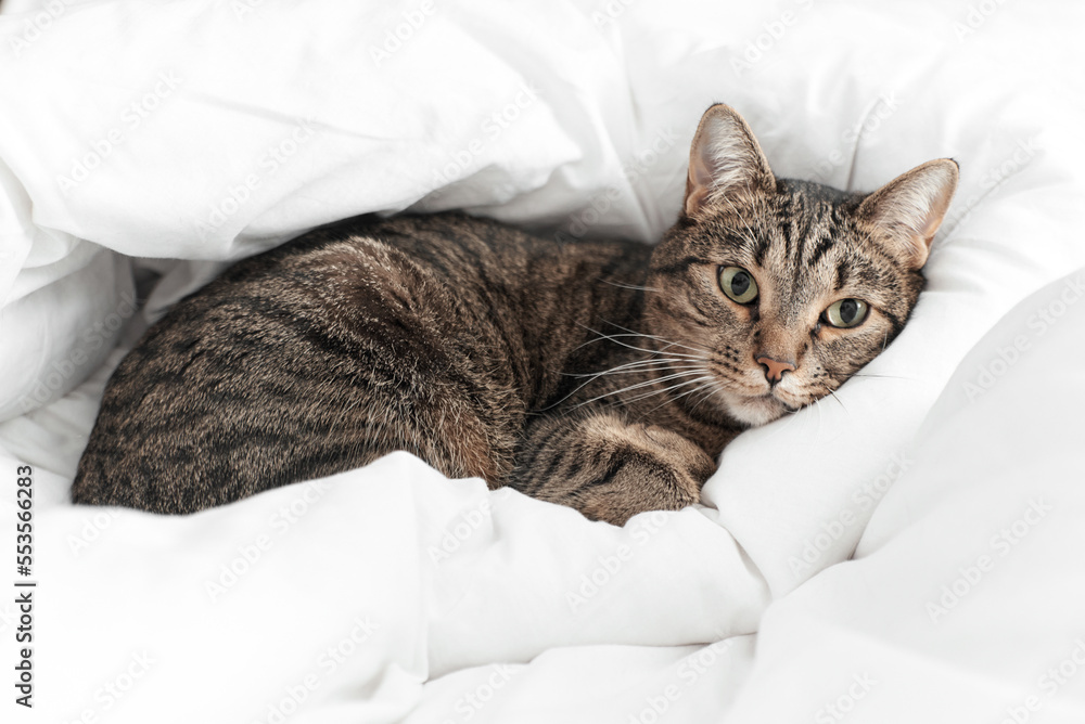 a tiger-colored cat lies in a white blanket with a sad face
