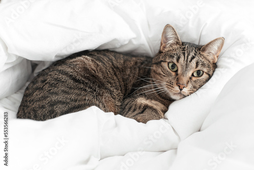 a tiger-colored cat lies in a white blanket with a sad face