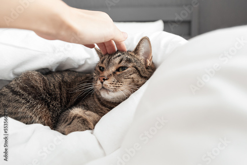 a hand strokes a cat on a white blanket