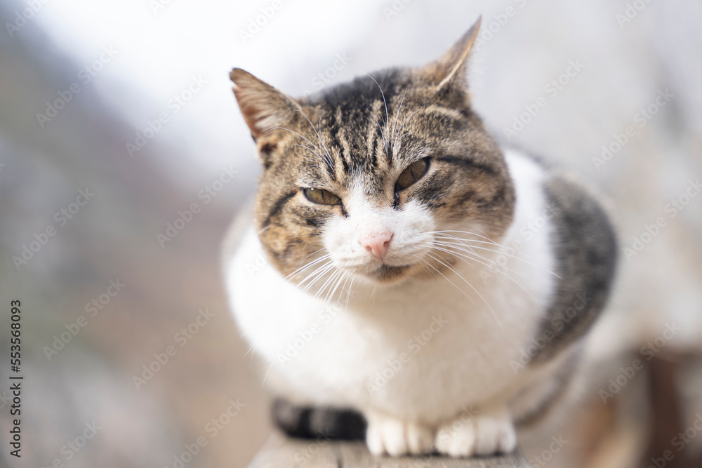 close up of a cat resting over a wooden fence close up of a cat resting over a wooden fence