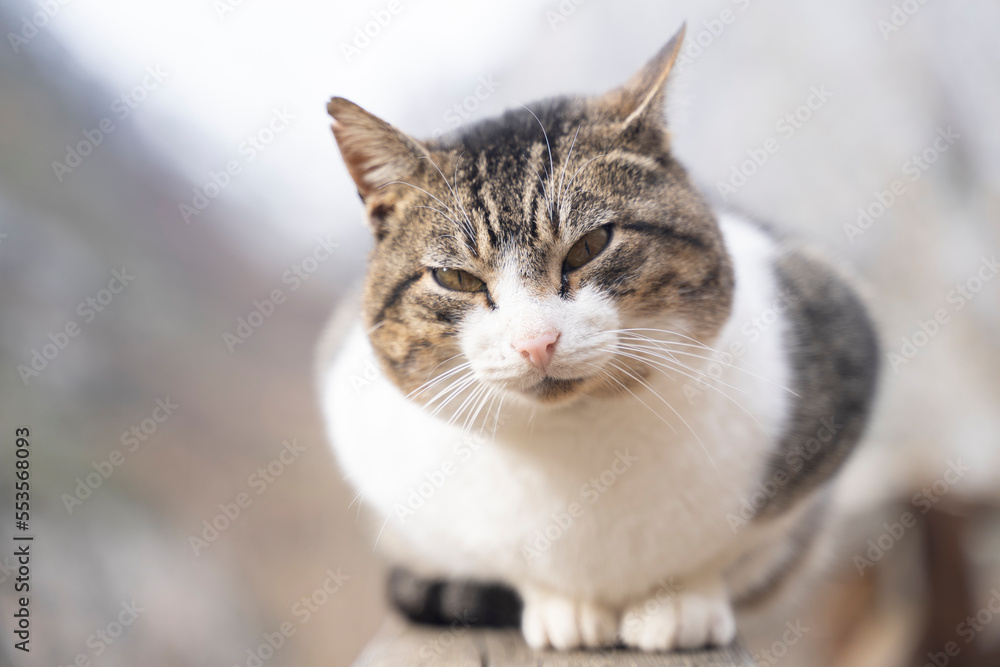 close up of a cat resting over a wooden fence