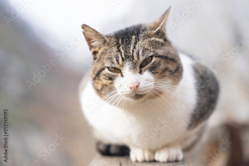 close up of a cat resting over a wooden fence