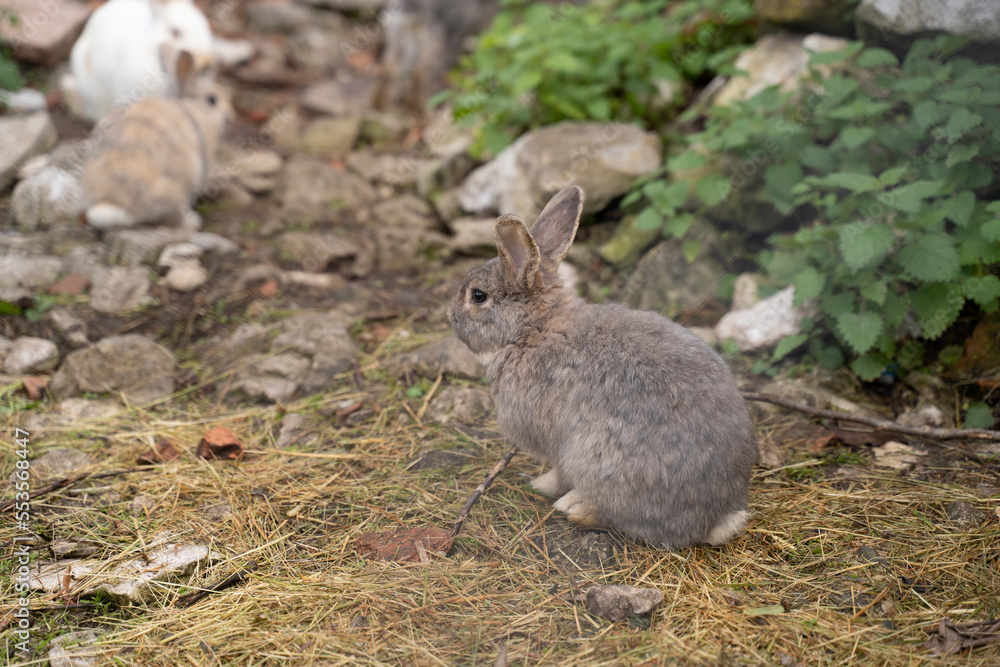 small furry rabbits pacing in the ground of a farm small furry rabbits pacing in the ground of a farm