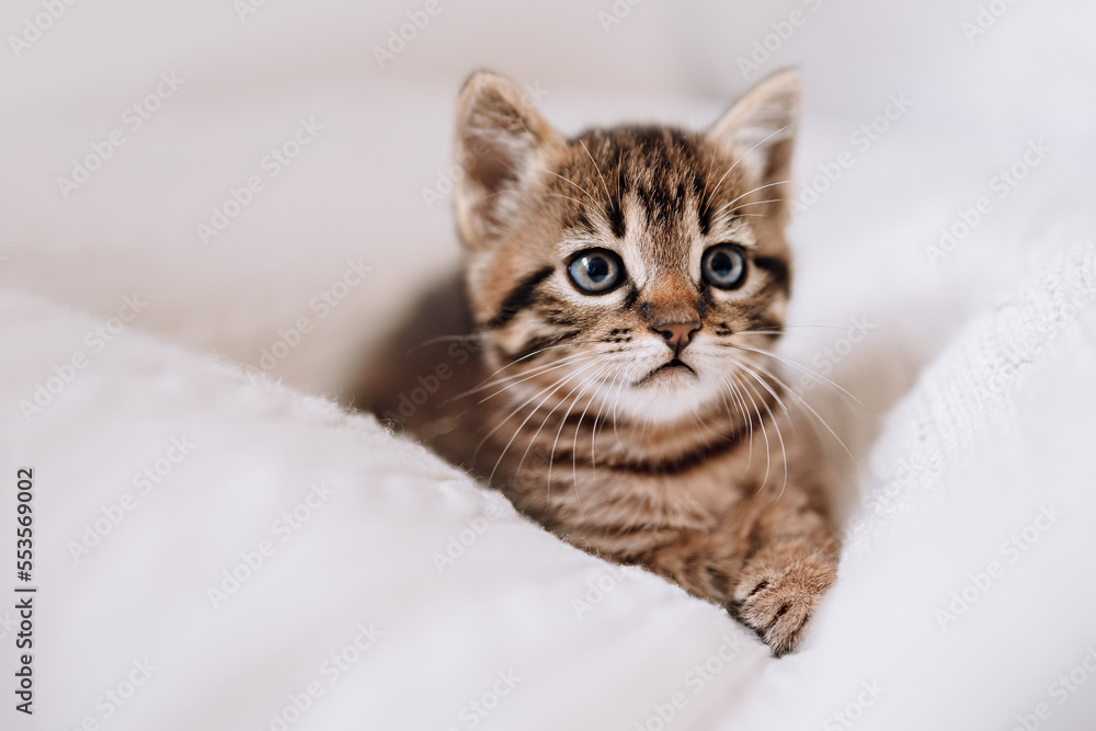 The kitten is lying on a soft knitted blanket. the concept of tenderness, gentleness and care