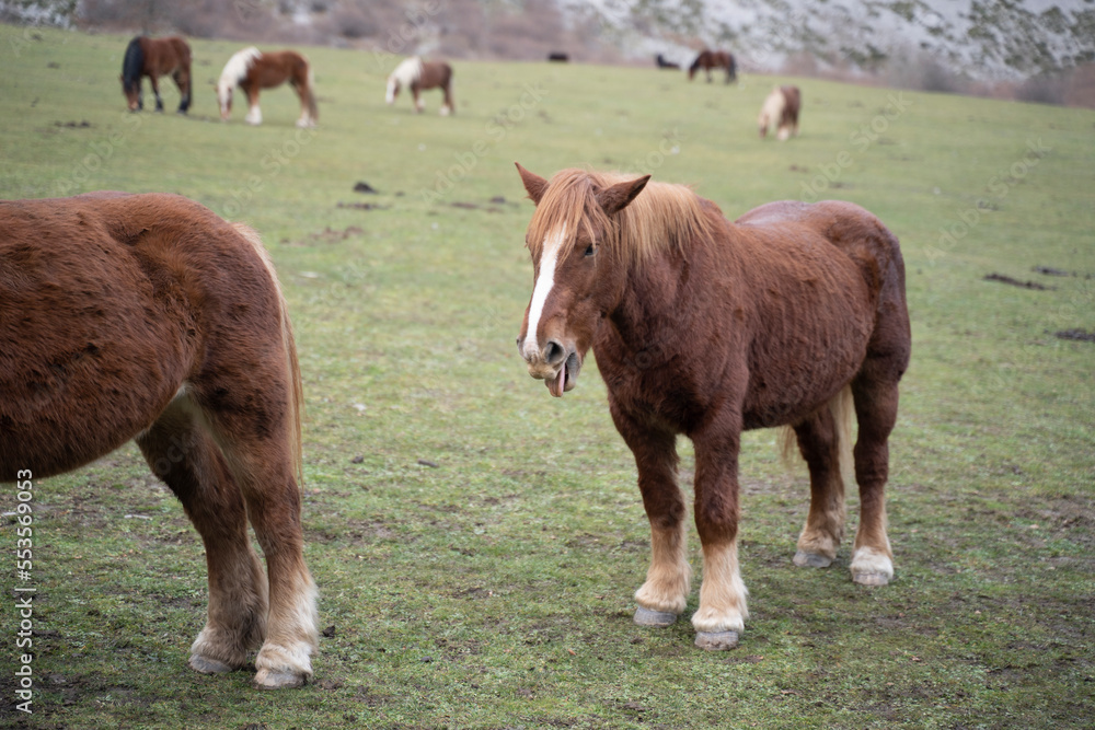 brown horses pacing peacefully on a green field in the mountains brown horses pacing peacefully on a green field in the mountains