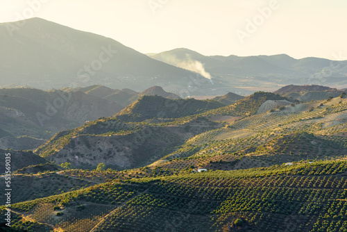 Andalusian fields full of olive trees on the slope of the mountains of Grazalema, Cadiz, Spain.