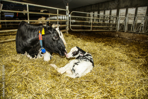 Holstein cow with her newborn calf in a pen on a robotic dairy farm, North of Edmonton; Alberta, Canada