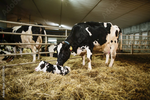 Holstein cow with her newborn calf in a pen on a robotic dairy farm, North of Edmonton; Alberta, Canada photo