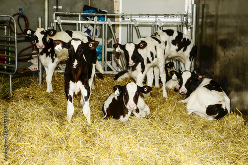 Holstein calves standing in a stall with identification tags in their ears on a robotic dairy farm, North of Edmonton; Alberta, Canada photo