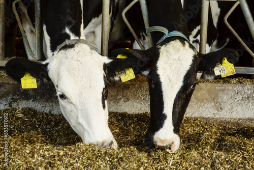 Holstein dairy cows with identification tags on their ears standing in a row along the rail of a feeding station on a robotic dairy farm, North of Edmonton; Alberta, Canada photo