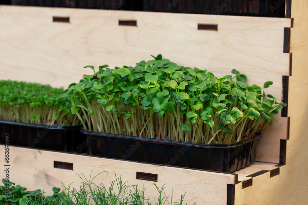 Fototapeta premium Close-up of microgreen broccoli
