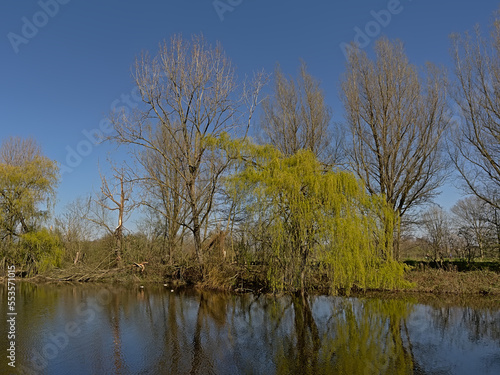 Spring trees and reed along a pool in Scheldt valley on a sunny day near Ghent, Flanders, Belgium 