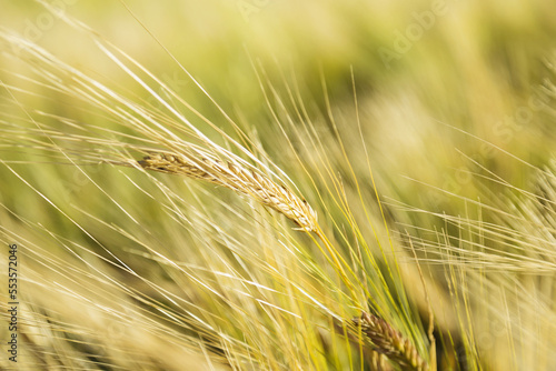 Close-up of barley ripening and ready for harvest; Legal, Alberta, Canada photo