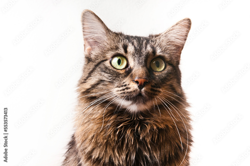 portrait of an attentive domestic crossbreed cat, isolated