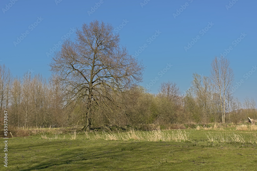 Lush green spring meadow with bare trees on a sunny day with clear blue sky in Scheldt valley near Ghent, Flanders, Belgium Lush green spring meadow with bare trees on a sunny day with clear blue sky in Scheldt valley near Ghent, Flanders, Belgium