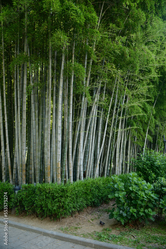 Bamboo forest in the park, Batumi