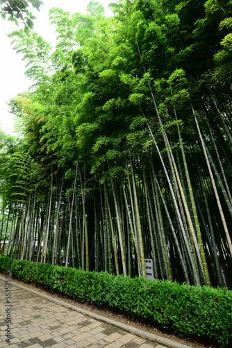 Bamboo forest in the park  Batumi