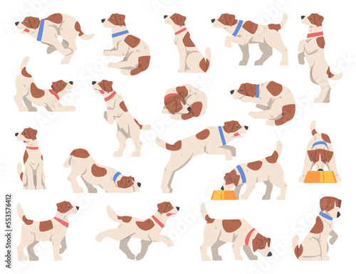 Jack Russel Terrier Dog Puppy with Collar in Different Pose Big Vector Set