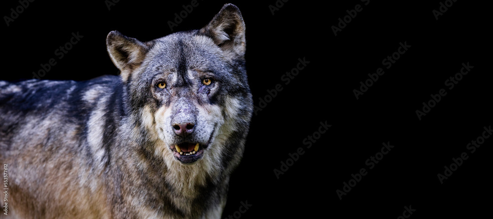 Template of a gray wolf with a black background