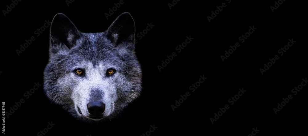 Template of a black wolf with a black background