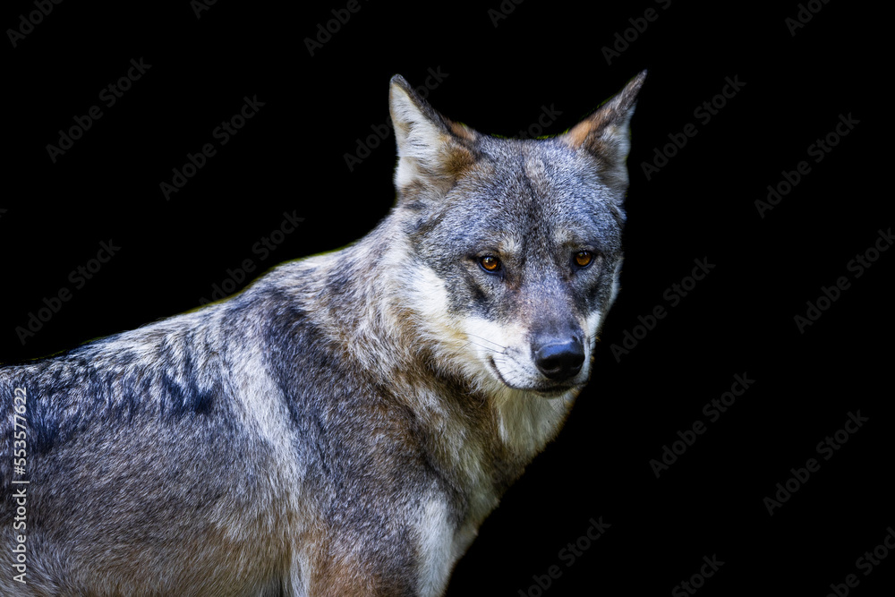 Portrait of a gray wolf with a black background