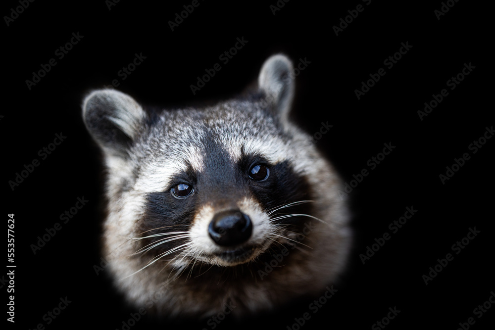 Portrait of a raccoon with a black background