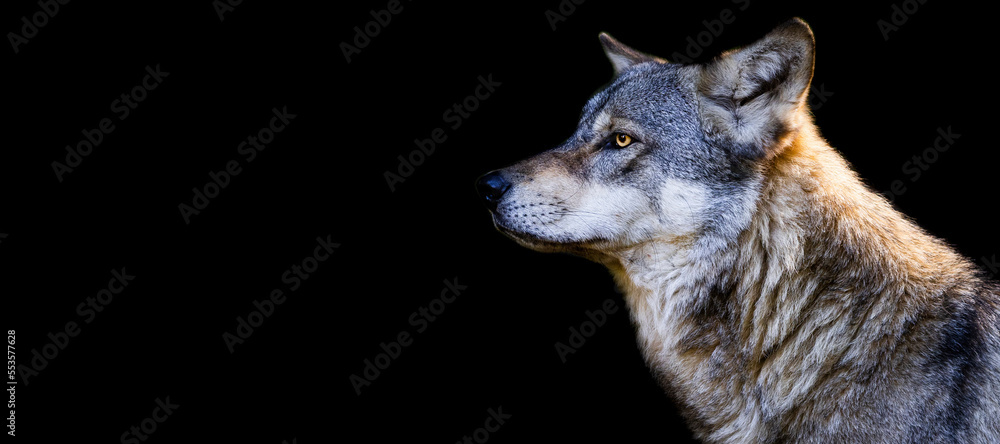 Template of a gray wolf with a black background