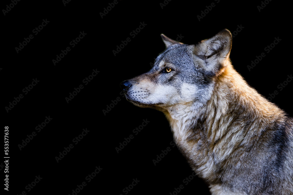 Portrait of a gray wolf with a black background