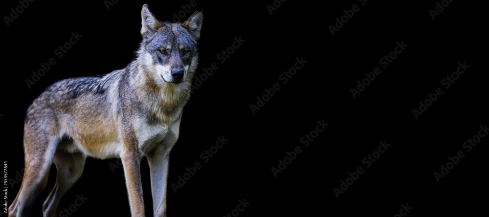 Template of a gray wolf with a black background