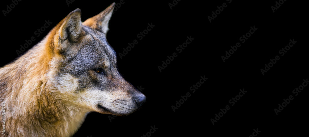 Template of a gray wolf with a black background