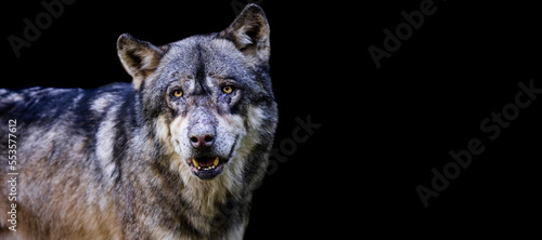 Obraz na płótnie Template of a gray wolf with a black background w salonie