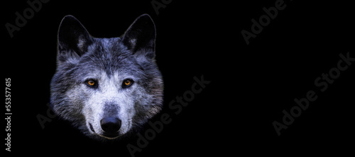 Obraz na płótnie Template of a black wolf with a black background w salonie