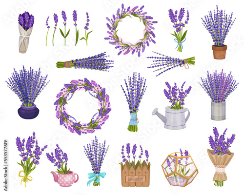 Lavender Flower Bouquet and Blooming Composition Big Vector Set
