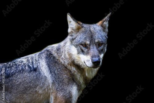 Obraz na płótnie Portrait of a gray wolf with a black background w salonie