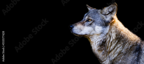 Obraz na płótnie Template of a gray wolf with a black background w salonie