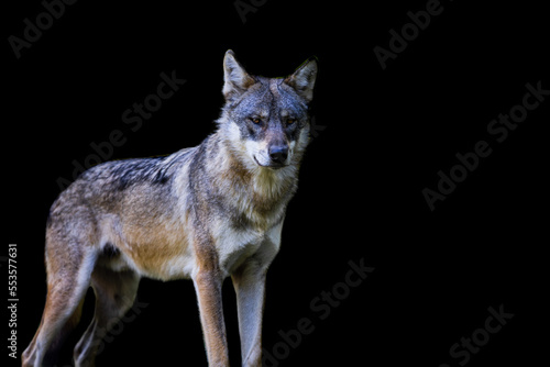 Portrait of a gray wolf with a black background